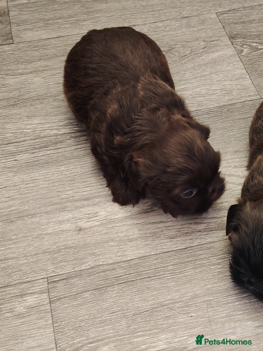 Shih Tzu dogs for sale: TWO CHOCOLATE SHIHTZU PUPS - Advert 7