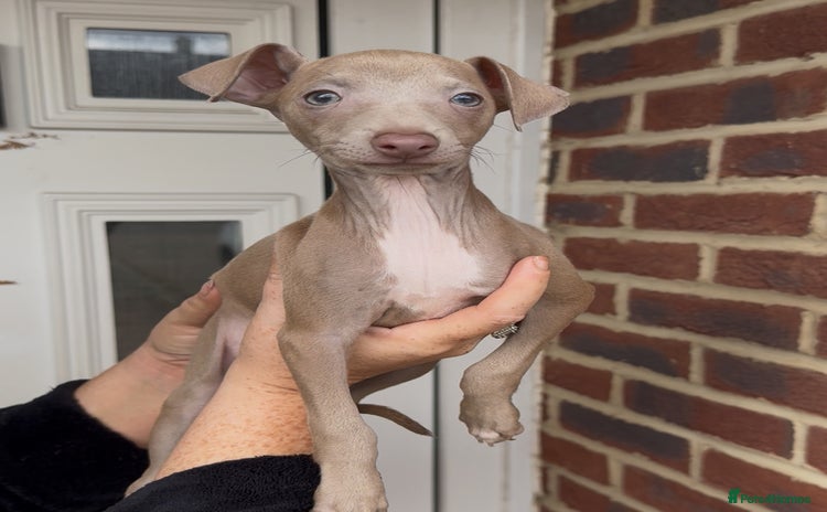 Italian Greyhound dogs - Advert 2
