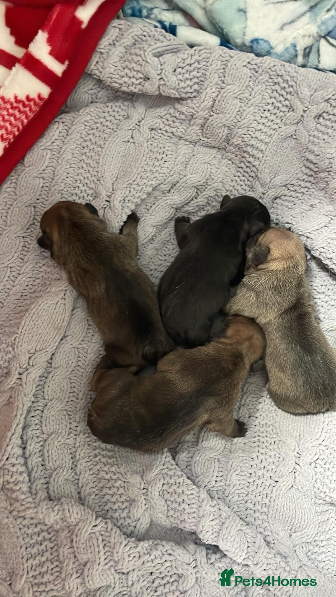 French Bulldog dogs for sale: French bull dog puppies  - Image 1