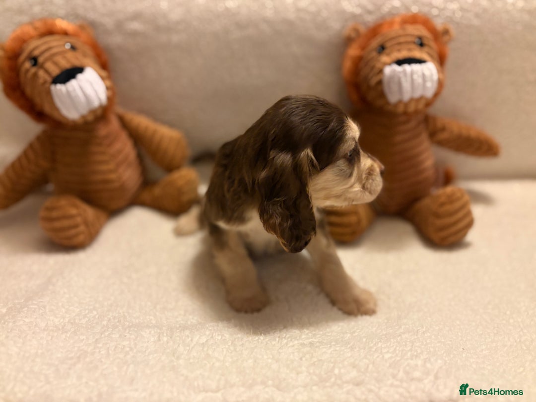 Cocker Spaniel dogs for sale: Show type spaniels - Advert 12