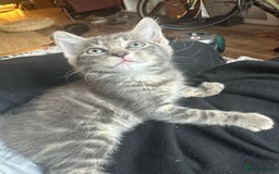 Mixed Breed cats for sale: Beautiful Half Maincoon/NorwegianFC X Russian Blue - Image 4