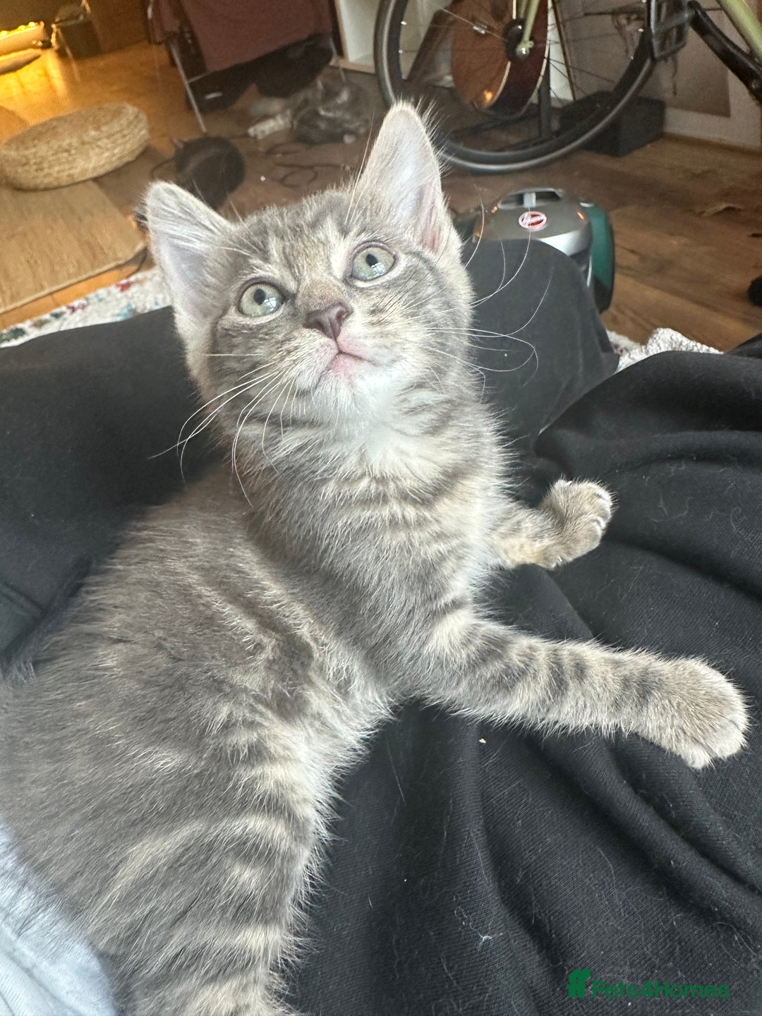 Mixed Breed cats for sale: Beautiful Half Maincoon/NorwegianFC X Russian Blue - Image 4