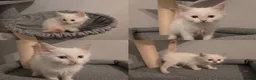Ragdoll cats for sale: GCCF Ragdoll Kittens - Ready Now (Pet or Active) - Advert 30