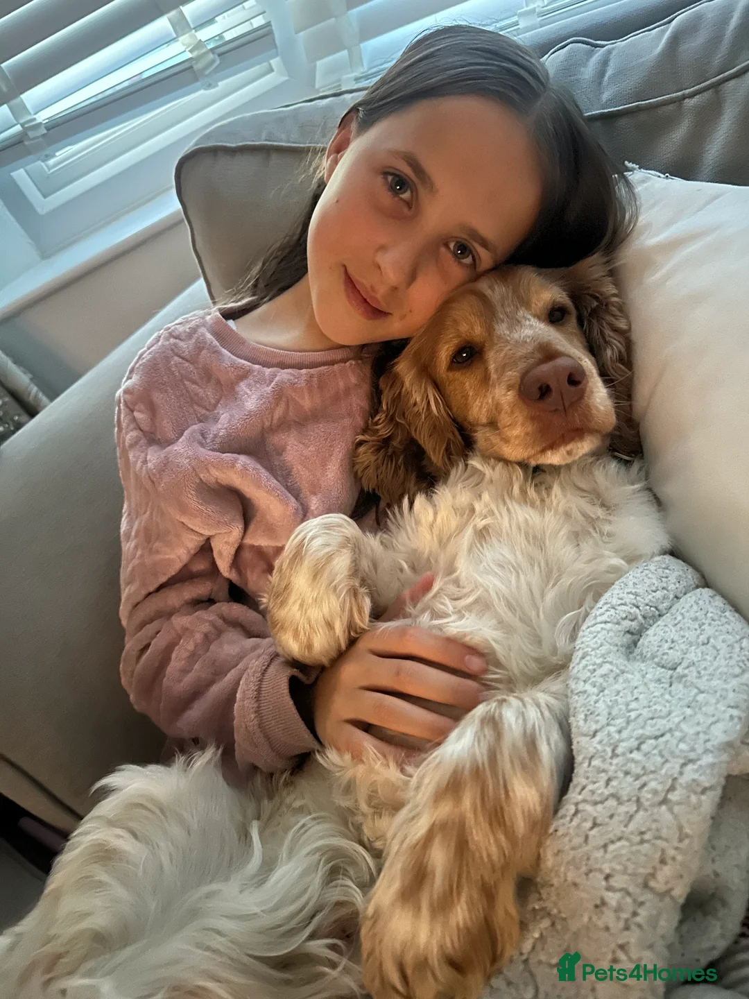Cocker Spaniel dogs for stud: KC Reg Show Cocker Spaniel- Extensively DNA tested in Warrington - Advert 25