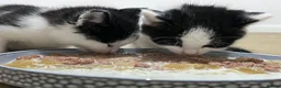 Domestic Shorthair cats for sale: Two beautifully marked male kittens - Advert 10