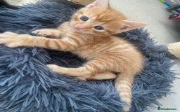 Mixed Breed cats for sale: Ginger and black kitten  - Image 7