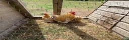 Chickens poultry for sale: Trio buff perkin bantams  - Advert 2