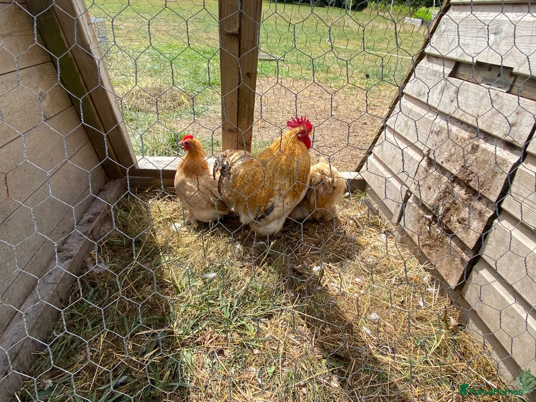 Chickens poultry for sale: Trio buff perkin bantams  - Advert 2