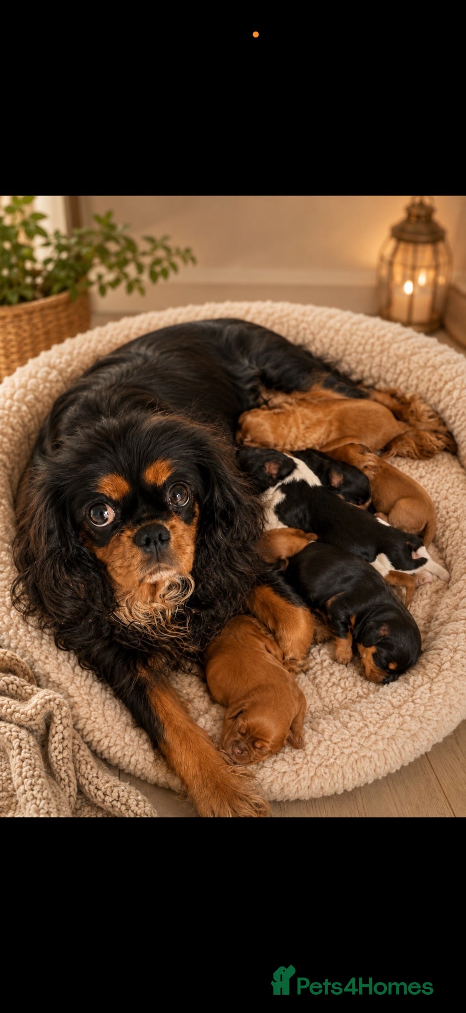Cavalier King Charles Spaniel dogs Kc dna clear old fashioned type cavalier pupies  - Advert 6