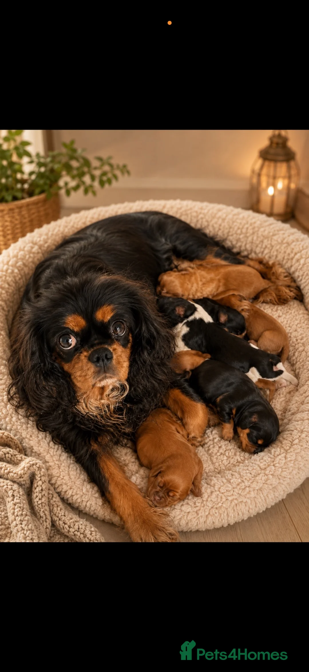 Cavalier King Charles Spaniel dogs for sale: 💙Ready now Kc dna clear cavalier pupies 💙 - Advert 1