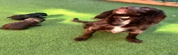 Cocker Spaniel dogs for sale: Working cocker spaniels for sale  - Advert 1