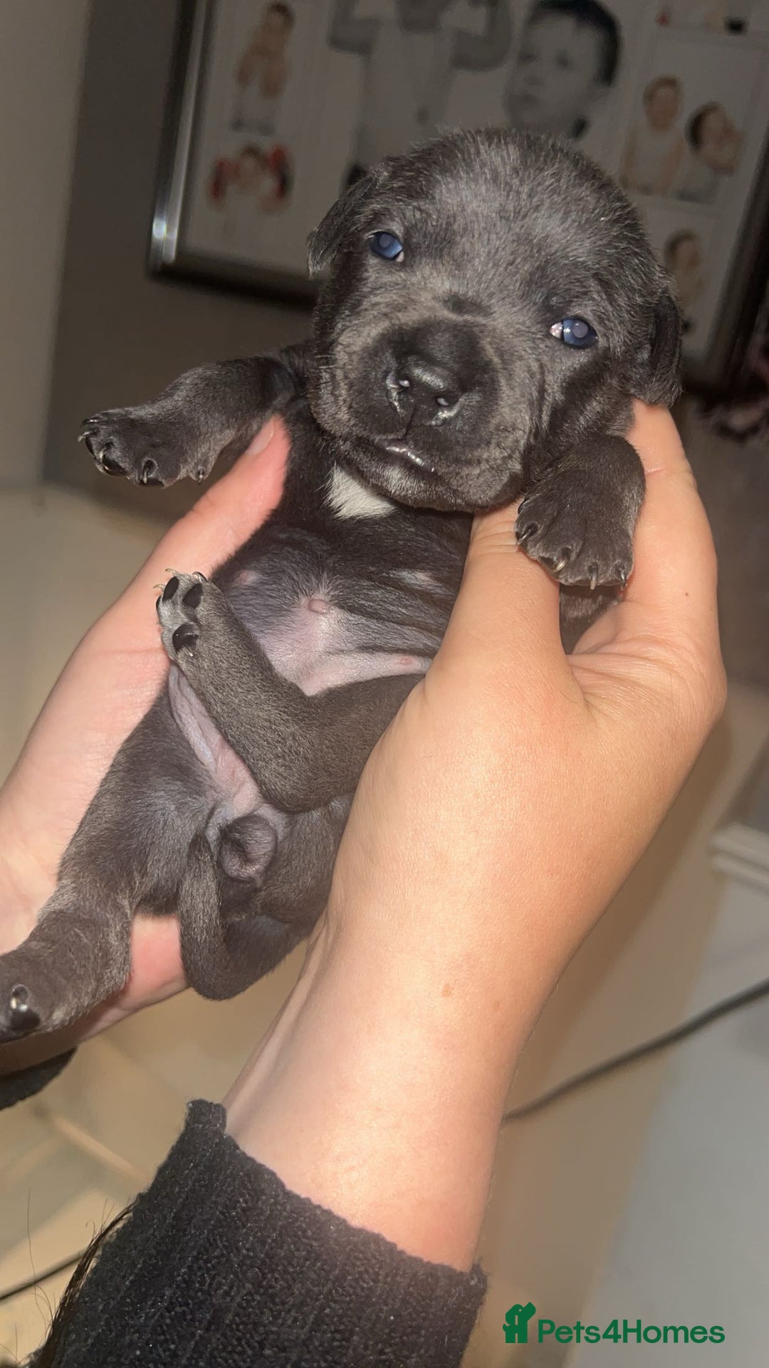 Staffordshire Bull Terrier dogs for sale: Beautiful blue staff puppies  - Image 9