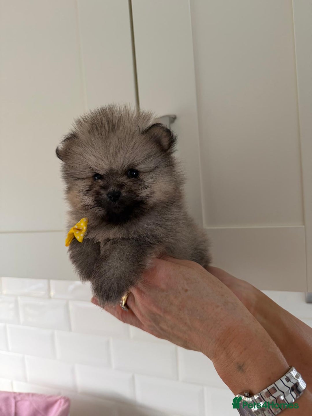 Pomeranian dogs for sale: 4 beautiful Pomeranians available for reservation - Advert 11