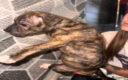 Mixed Breed dogs for sale: American bulldog x staffy 🐶 - Image 3