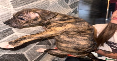 Mixed Breed dogs - Advert 12
