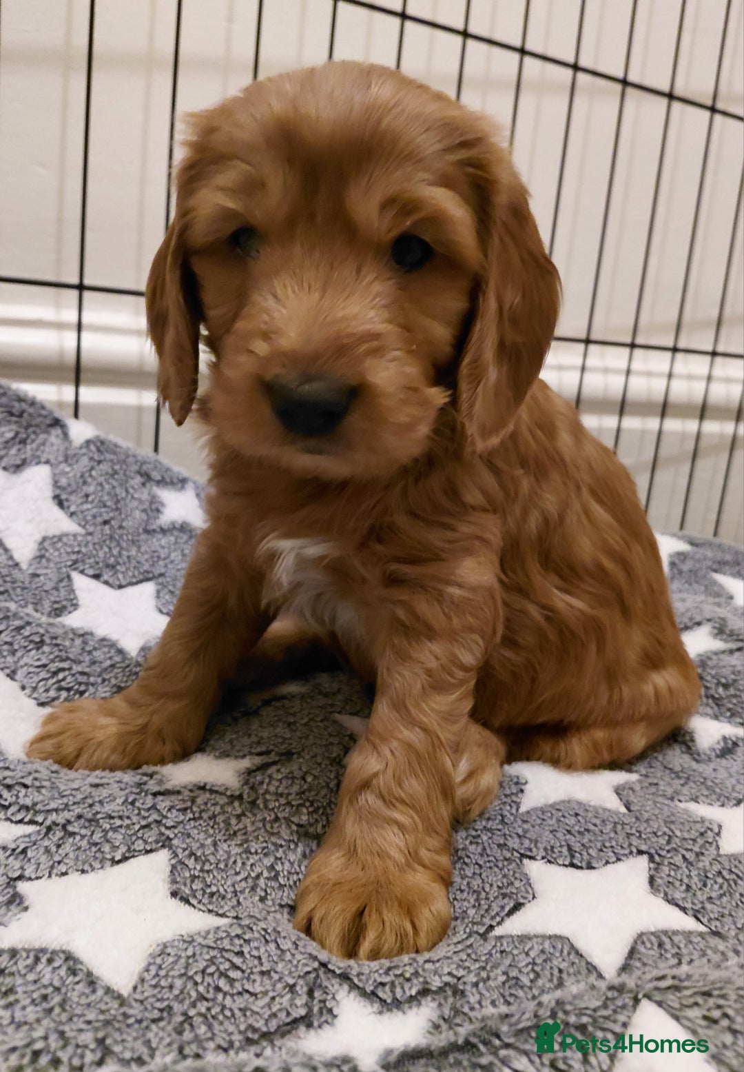 Mixed Breed dogs for sale: Australian Labradoodle puppies - Advert 12