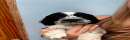English Springer Spaniel dogs for sale: Show Bred English Springers  - Advert 8