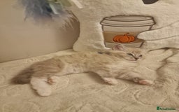 Ragdoll cats for sale: Mink ragdoll babies  - Image 9