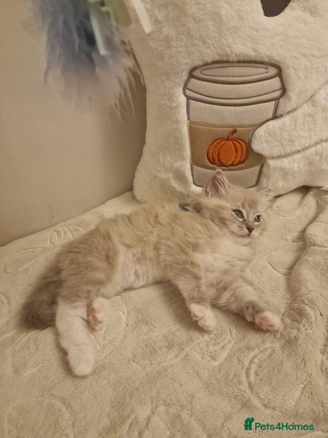 Ragdoll cats for sale: Mink ragdoll babies  - Image 9
