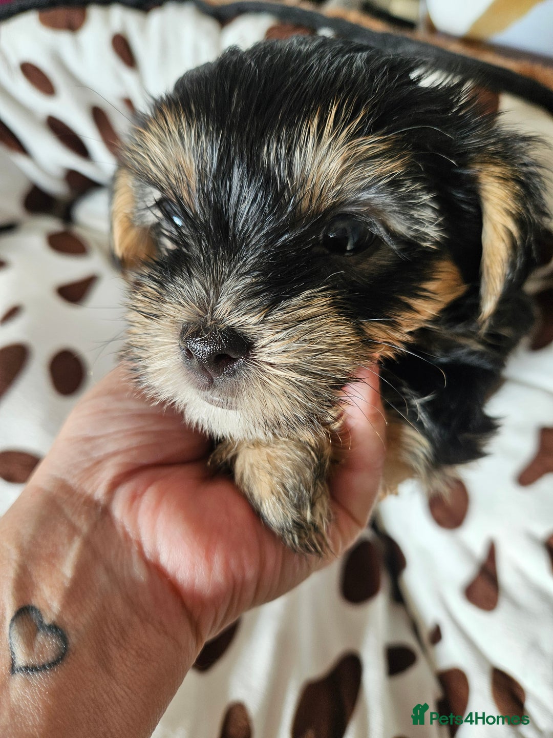 Yorkshire Terrier dogs for sale: DNA TESTED Father - Yorkshire Terrier puppies  - Image 10