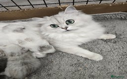 Persian cats for sale: 😻 Persian chinchilla kittens 😻 - Image 15