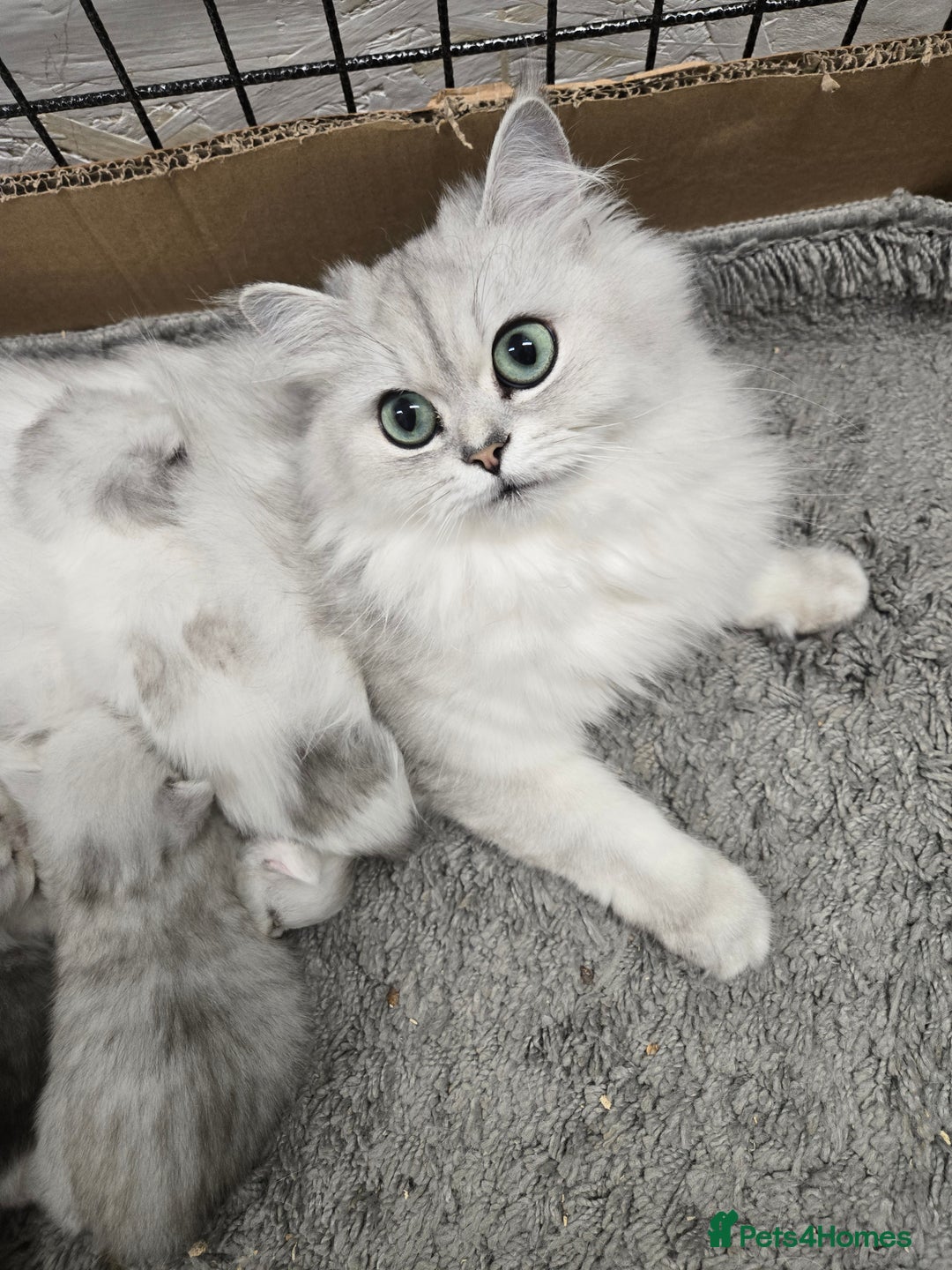 Persian cats for sale: 😻 Persian chinchilla kittens 😻 - Image 15