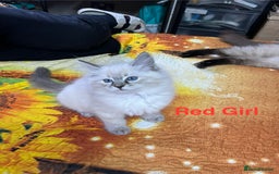 Ragdoll cats for sale: ❗️❤️5 Incredibly Beautiful Ragdoll Kittens❤️🐈  - Image 39
