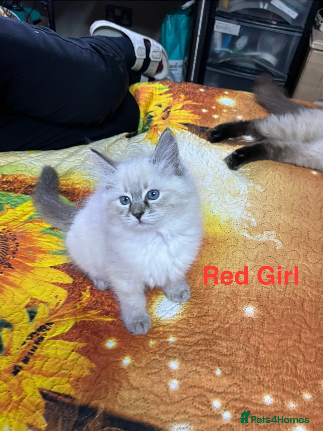 Ragdoll cats for sale: ❗️❤️5 Incredibly Beautiful Ragdoll Kittens❤️🐈  - Image 39