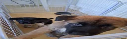 Akita dogs for sale: Akita cross female pups  - Advert 8