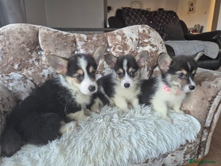 Welsh Corgi Pembroke dogs Wow !! Bobtail and long available - Advert 3