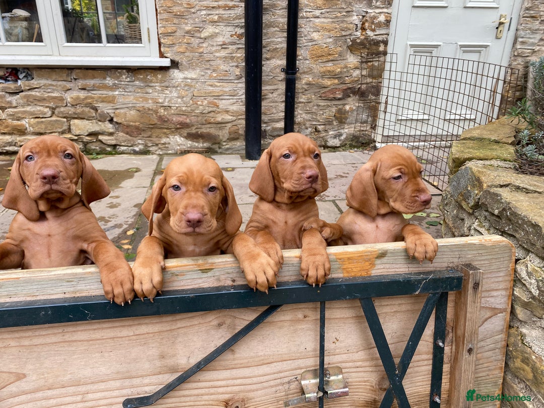 Hungarian Vizsla dogs for sale: Hungarian Vizsla  - Advert 11