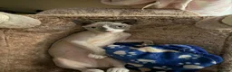 Devon Rex cats for sale: Blue eyed boy - Advert 5