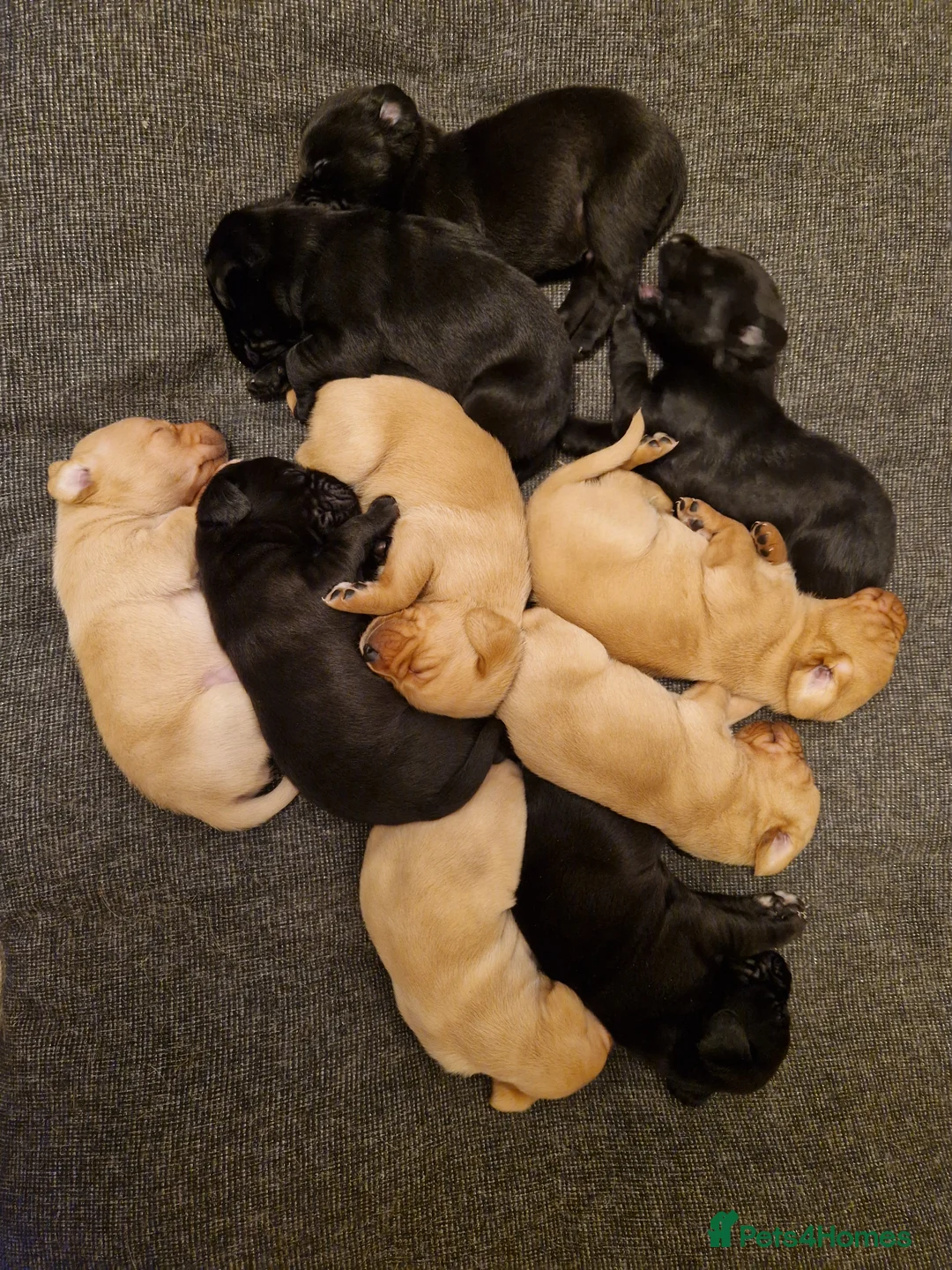 Labrador Retriever dogs for sale: Labrador puppies  - Advert 11