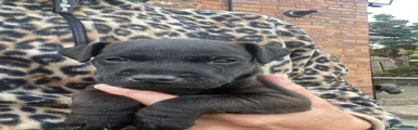 Mixed Breed 1