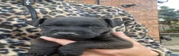 Mixed Breed dogs for sale: Lakeland x patterdale (fell) pups - Advert 2