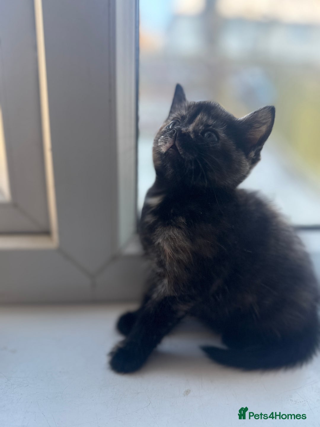 Mixed Breed cats for sale: One girl left 🐾 - Advert 4