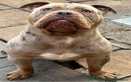 Olde English Bulldogge dogs for sale: Bruno - Advert 4