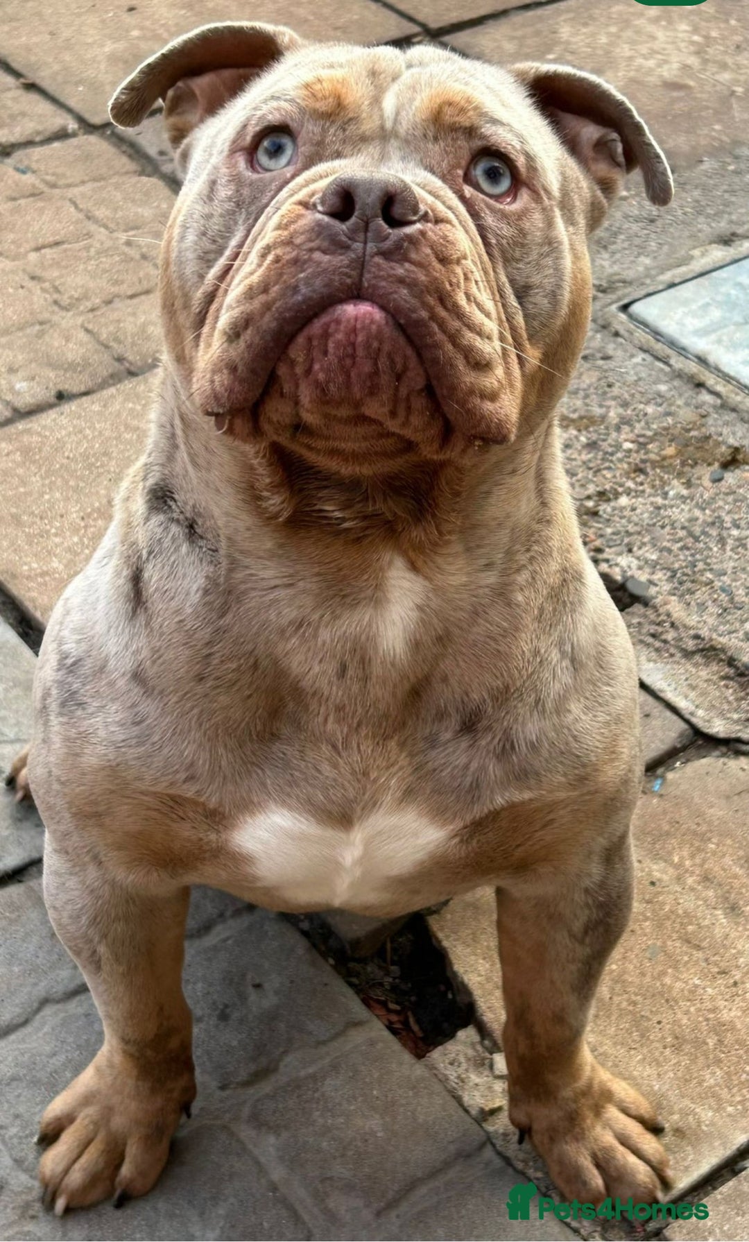 Olde English Bulldogge dogs for sale: Bruno - Advert 4