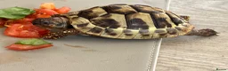 Hermann Tortoise reptiles for sale: Beautiful female Herman's tortoise  - Advert 3