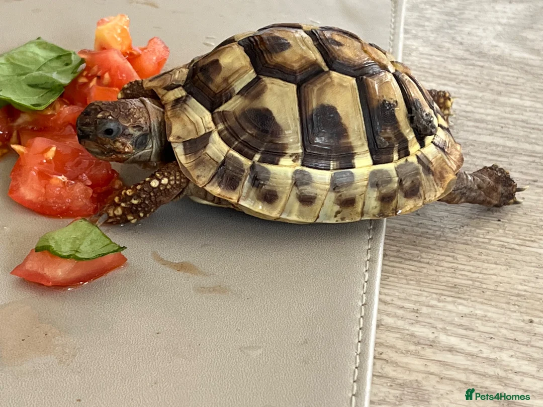 Hermann Tortoise reptiles for sale: Beautiful female Herman's tortoise  - Advert 3