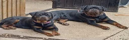 Rottweiler dogs for sale: rottweiller pups - Advert 1