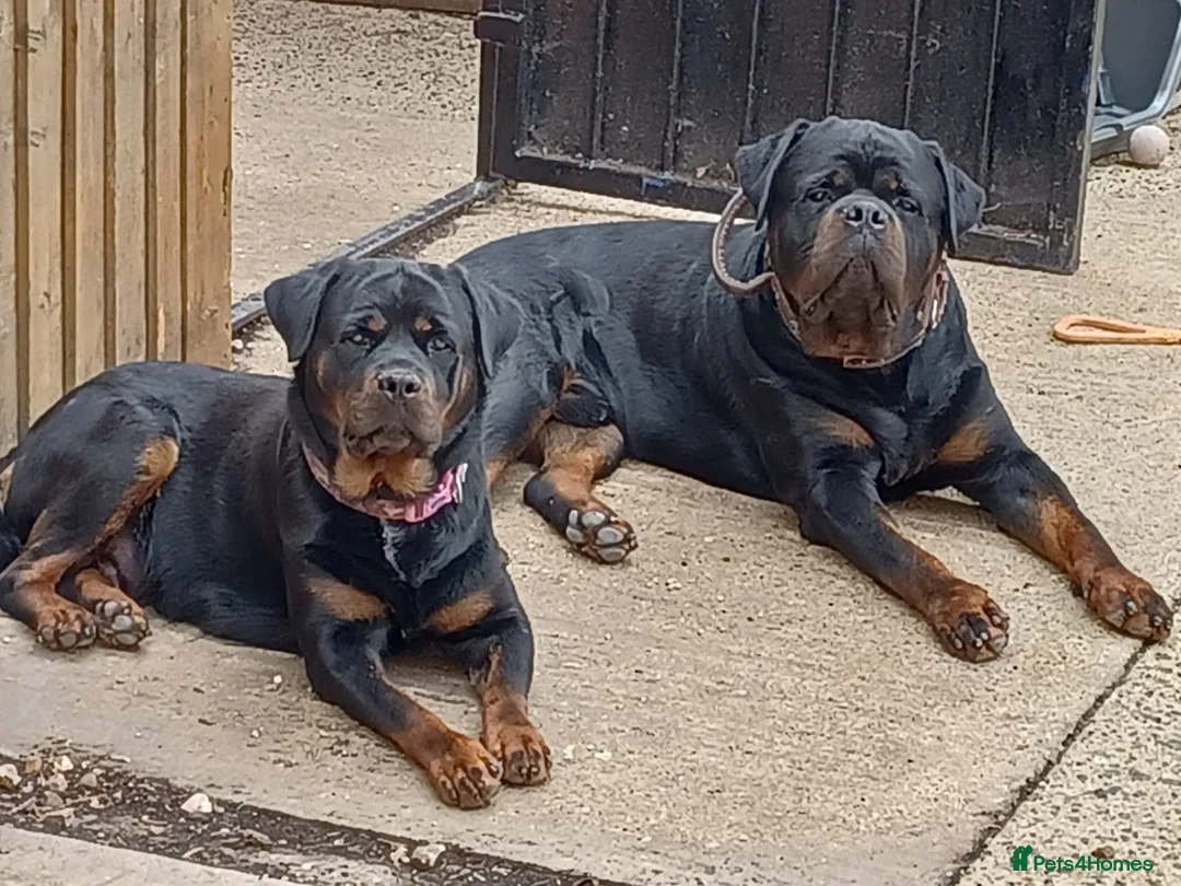 Rottweiler dogs for sale: rottweiller pups - Advert 1