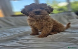 Cavapoochon dogs for sale: F1b MOYEN MERLE CAVAPOOCHON PUPS - Image 16