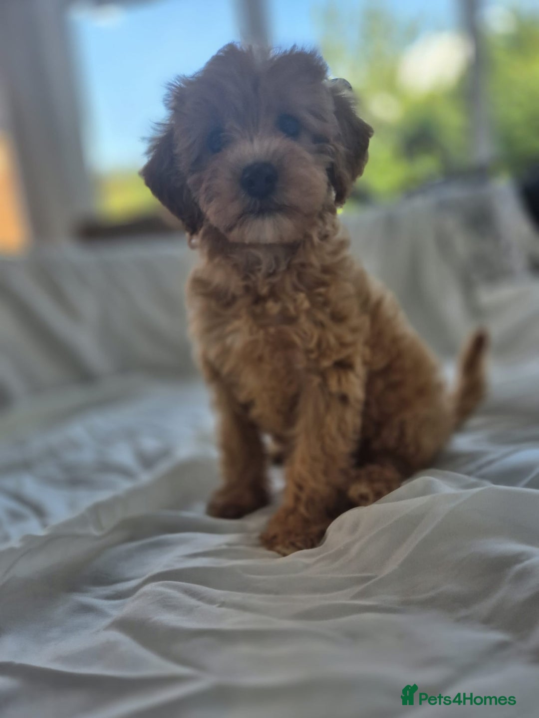 Cavapoochon dogs for sale: F1b MOYEN MERLE CAVAPOOCHON PUPS - Image 16