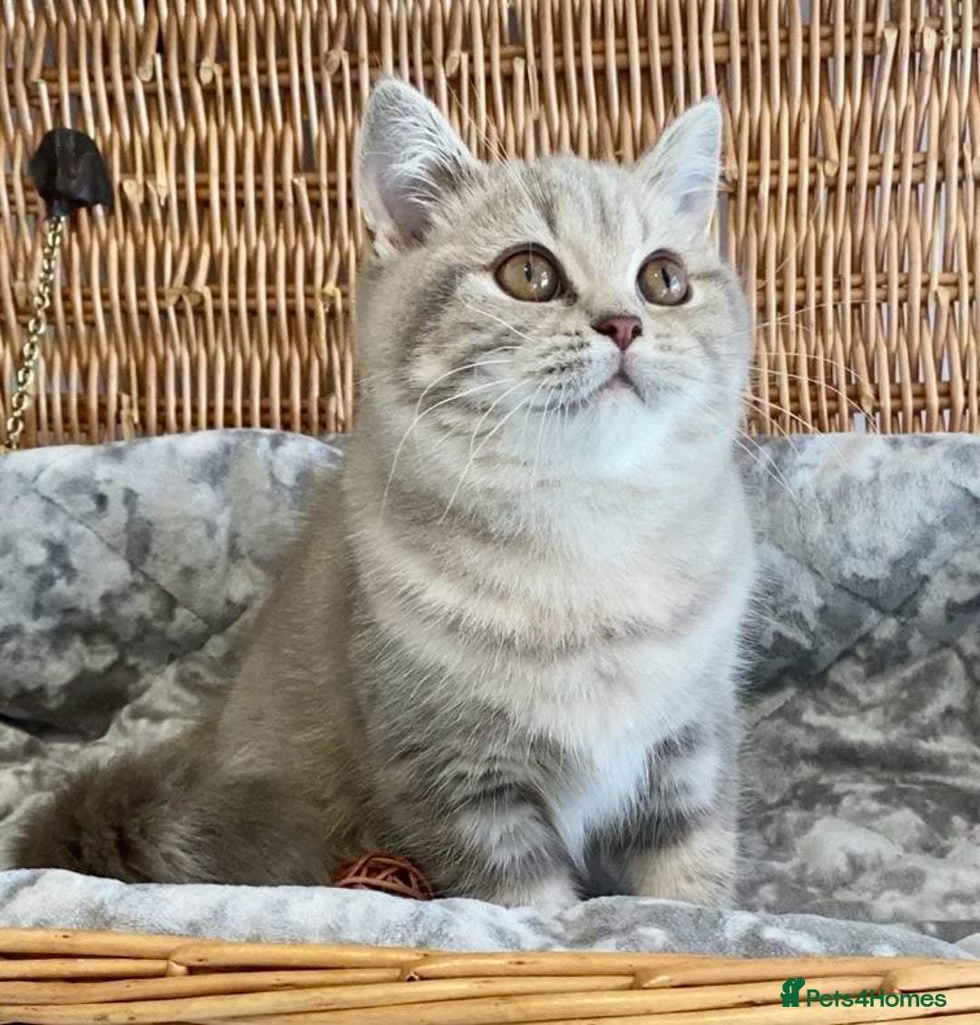 Scottish Fold cats for sale: 🧸😻ABSOLUTELY BEAUTIFUL TICA SCOTTISH/BSH😻🧸 - Advert 10