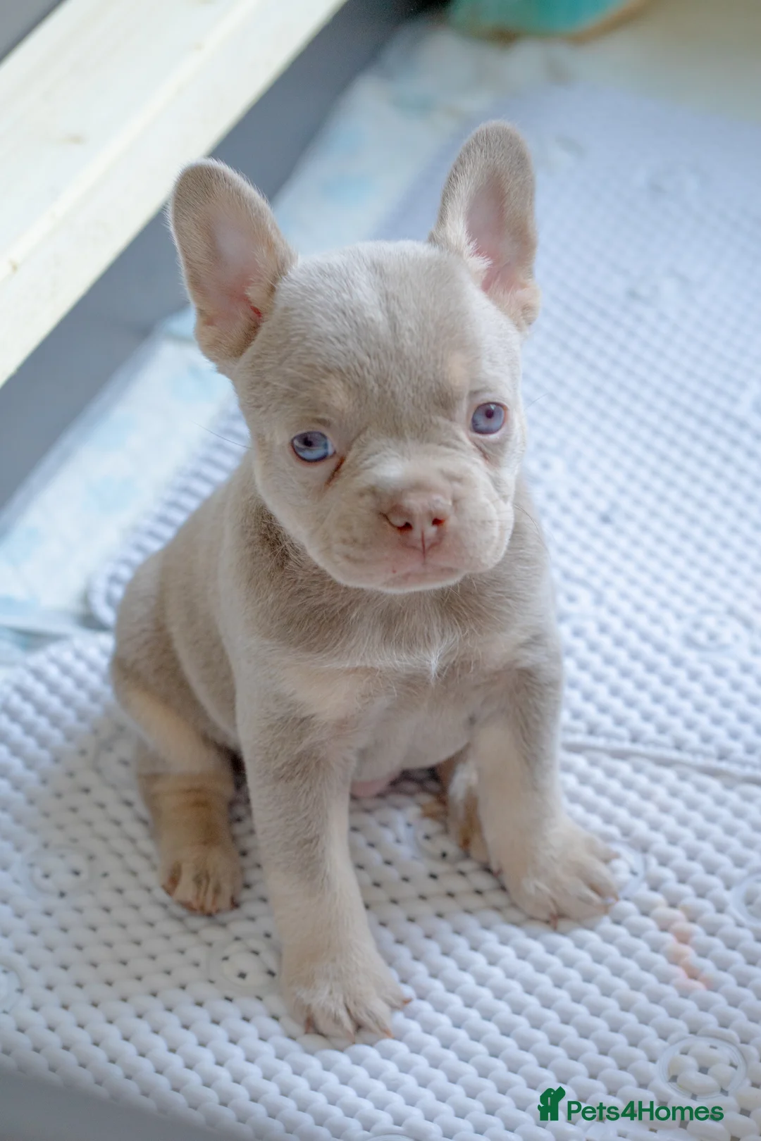 French Bulldog dogs for sale: KC registered new shade French Bulldog puppies - Advert 5