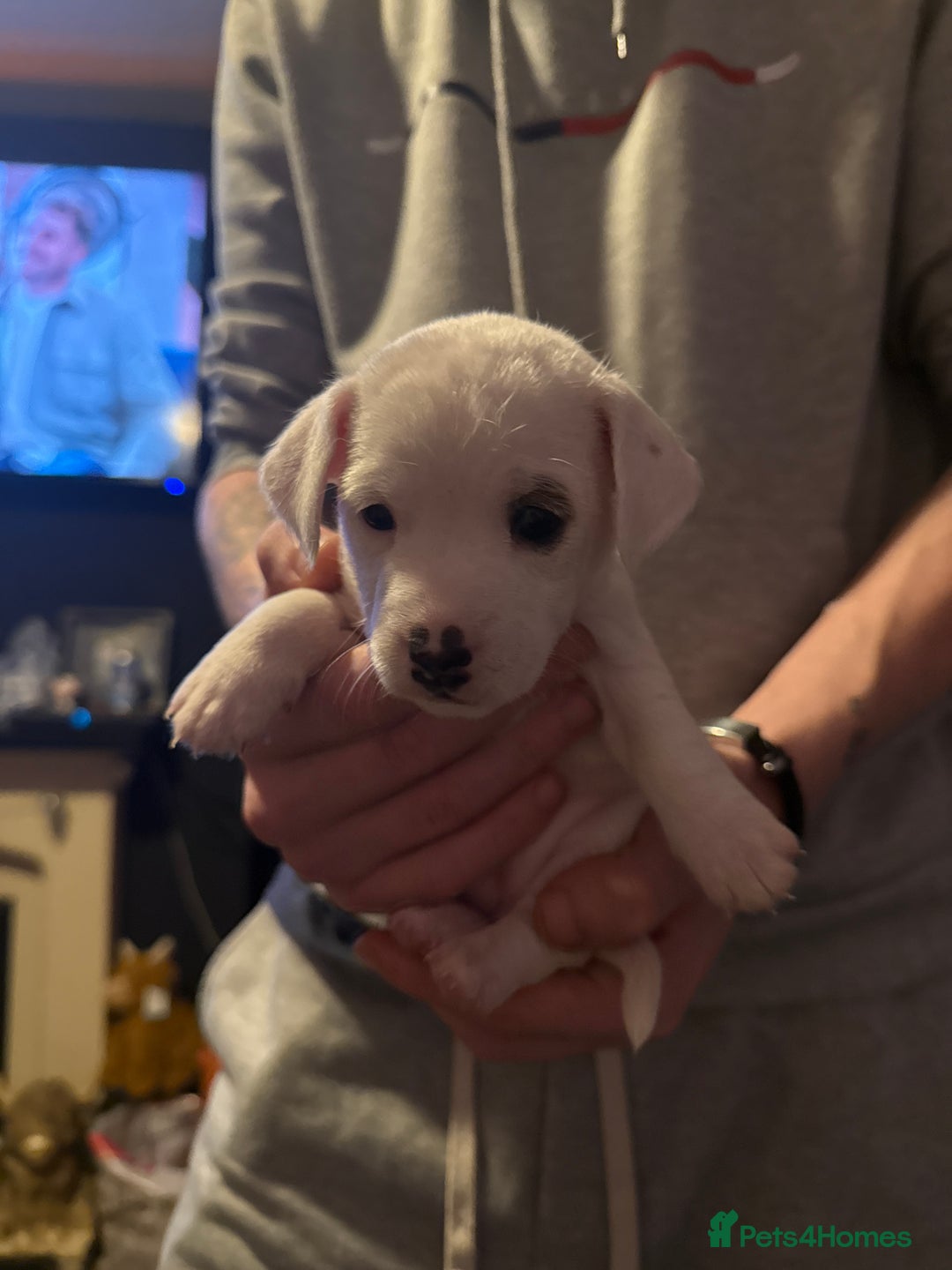 Jack Russell dogs for sale: Amazing jack Russell litter  - Image 7