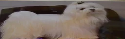 Maltese dogs for sale: KC MALTESE Puppies Males and Female in Bristol - Advert 19