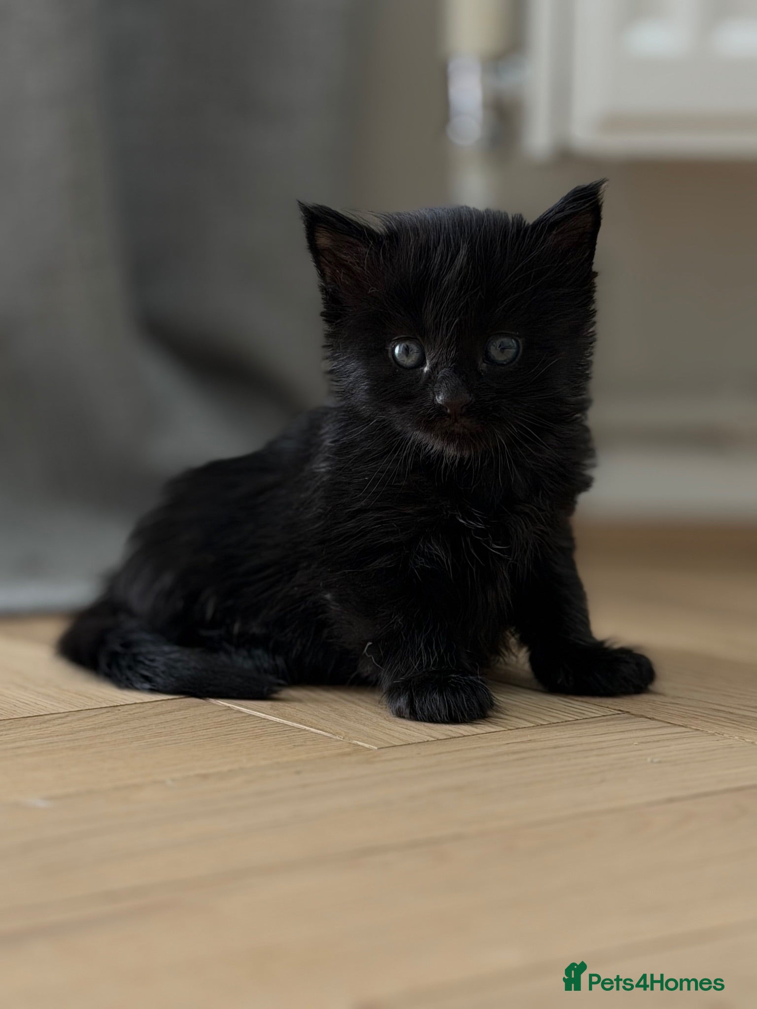 Maine Coon cats Maine coon cross kittens  - Advert 4