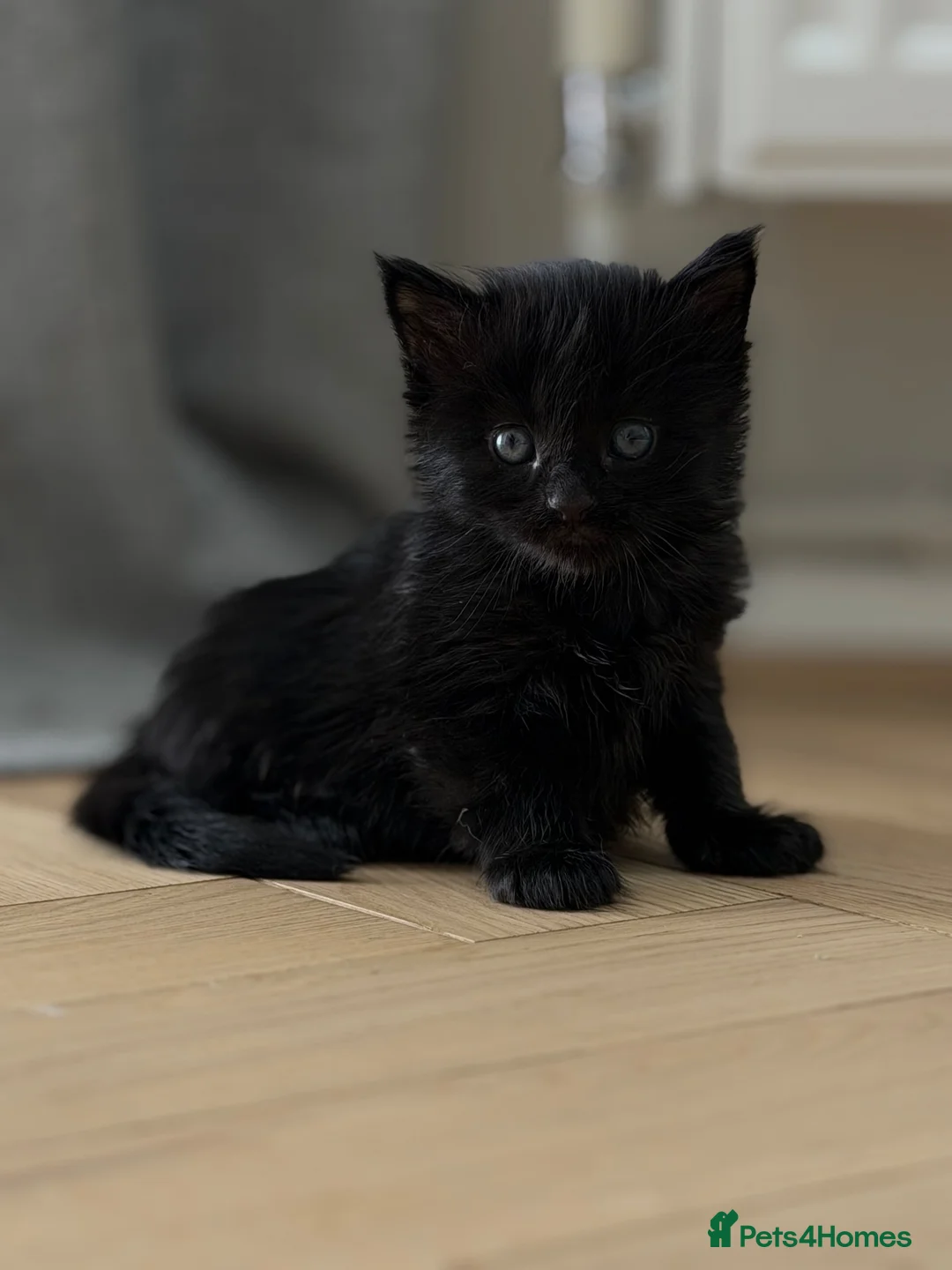 Maine Coon cats for sale: Maine coon cross kittens  in Ammanford - Advert 1
